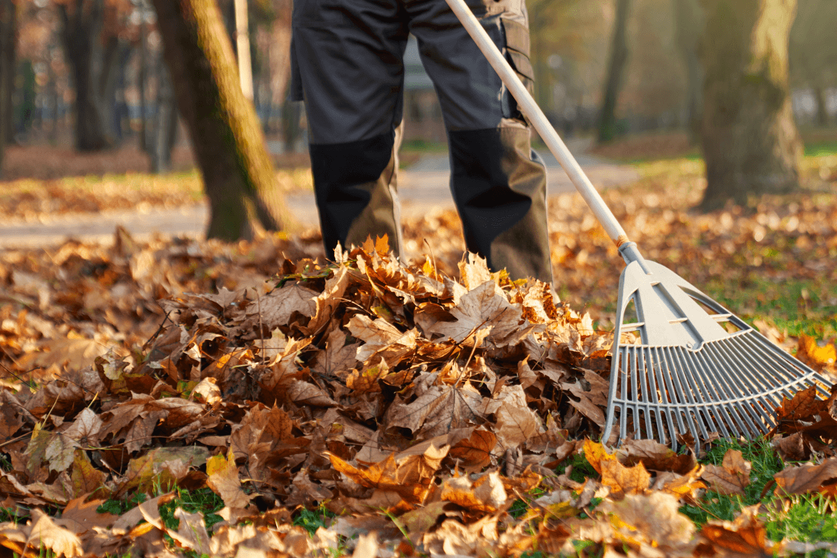 Leaf Removal in Ashland project 2