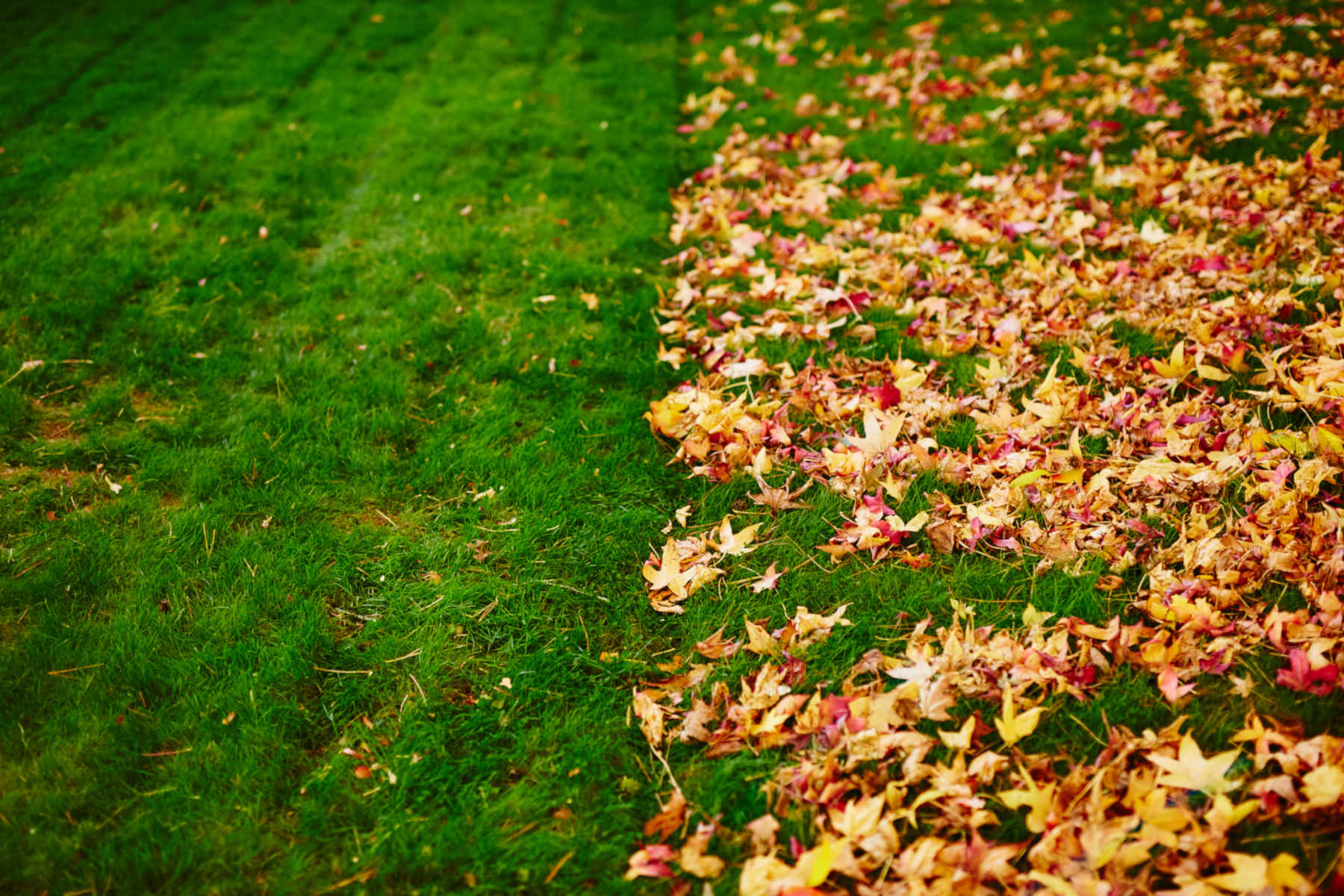 Leaf Removal in Ashland project 5